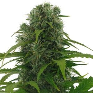 Image 1 of Rapid Afghan cannabis by AC Genetics – Guaranteed female plants – Herbal – Relaxing – Seed City