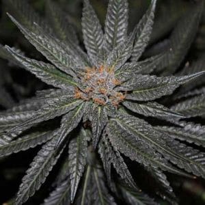 Rare Darkness cannabis seeds – Mostly Indica – 12/12 Photoperiod – Feminized – image 1 from Seed City