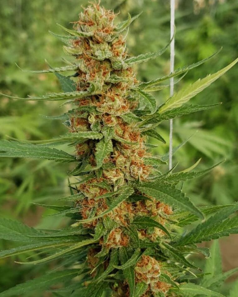 Regular – Lemon – Outdoor – Raspao strain – image 1 – from Black Tuna Seeds via Seed City