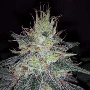 Raspberry Cough