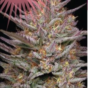 Raspberry Parfait by Humboldt Seed Company – Mostly Sativa – Dairy – Outdoor cultivation – image 1 – Seed City