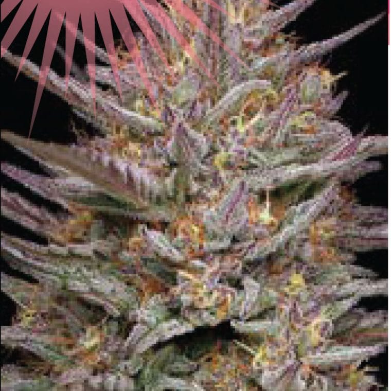 Raspberry Parfait by Humboldt Seed Company – Mostly Sativa – Dairy – Outdoor cultivation – image 1 – Seed City