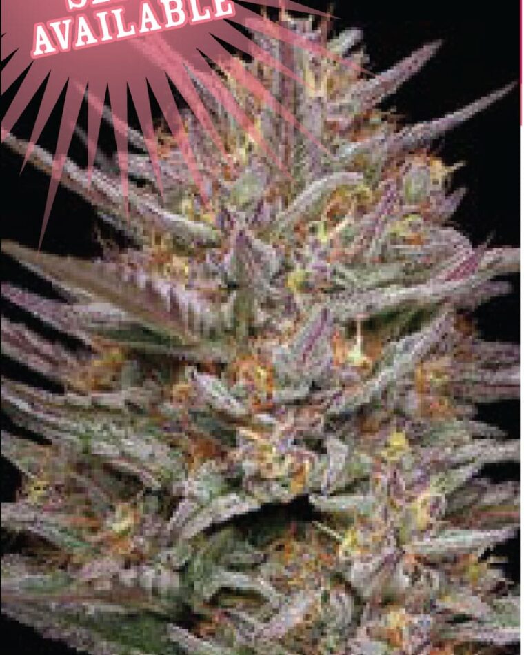 Raspberry Parfait by Humboldt Seed Company – Mostly Sativa – Dairy – Outdoor cultivation – image 1 – Seed City
