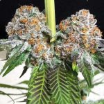Rated R by Symbiotic Genetics – 50% Indica/50% Sativa – Indoor – 12/12 Photoperiod – image 3 – Seed City