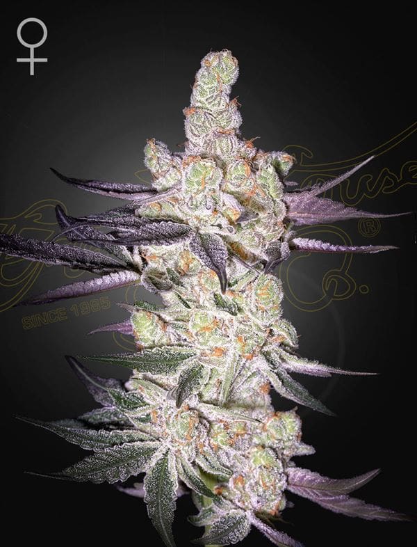 Feminized – Cherry – Super Strength – Razuberi strain – image 1 – from Green House Seeds via Seed City