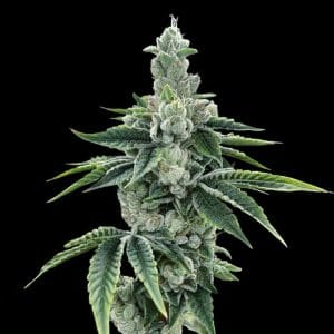 ReCon 2.0 cannabis seeds – Female seeds – Indica Dominant – 12/12 Photoperiod – image 1 from Seed City