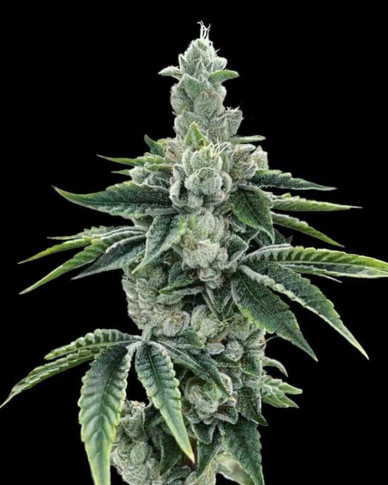 ReCon 2.0 cannabis seeds – Female seeds – Indica Dominant – 12/12 Photoperiod – image 1 from Seed City