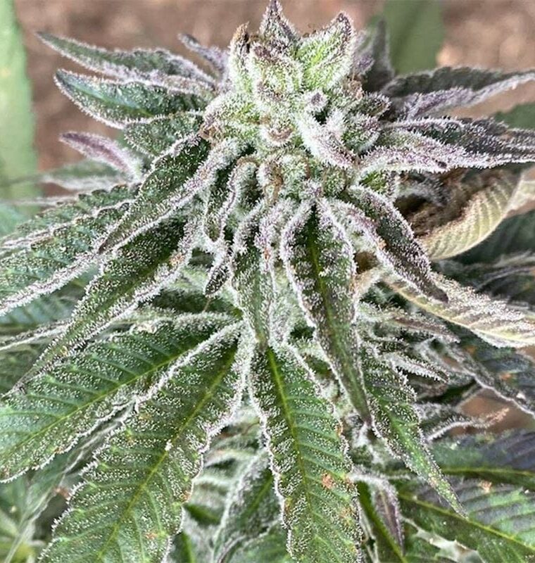 Image 1 of Red Berry Tarte cannabis by Cali Connection Seeds – Hashy – Female seeds – 12/12 Photoperiod – Seed City