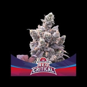 Red Critical Auto