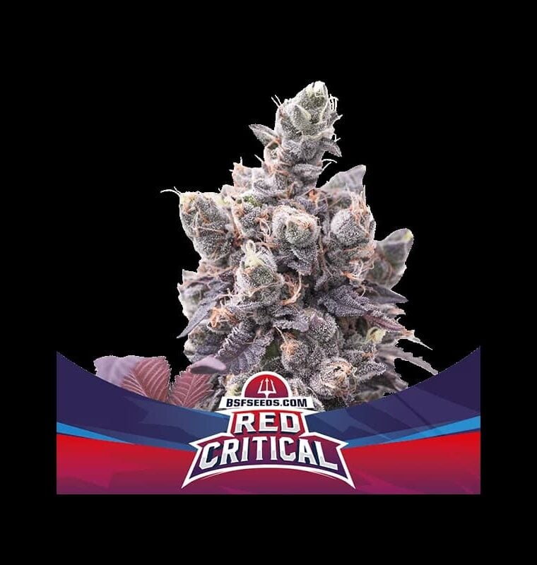 Image 1 of Red Critical Auto cannabis by BSF Seeds – Sweet – Relaxing – High Yielding – Seed City