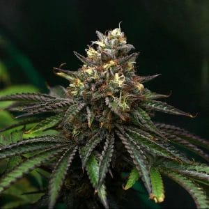 Red Dawn Auto