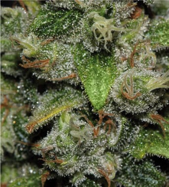 showing Outdoor cultivation – Auto-Flowering – Female seeds – image 2 – Seed City