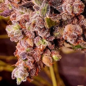 Red Hot Junky