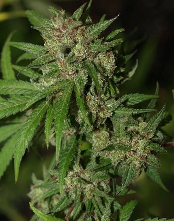 Red Neck Poison cannabis seeds – Middle of October – Excellent harvest potential – Feminized – image 1 from Seed City