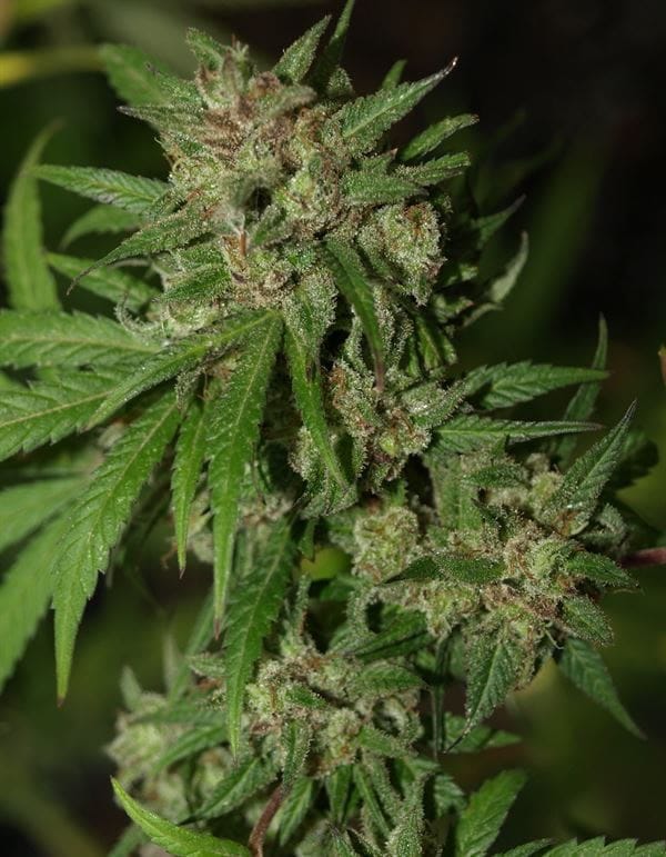 Red Neck Poison cannabis seeds – Middle of October – Excellent harvest potential – Feminized – image 1 from Seed City