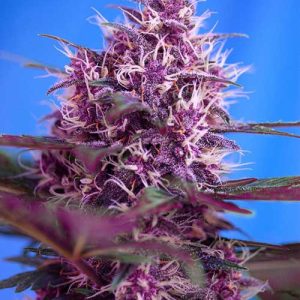 Red Poison Auto from Sweet Seeds