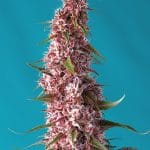 Image 1 of Red Pure Auto CBD cannabis by Sweet Seeds – Good for outdoor grow – Mostly Indica – Female seeds – Seed City