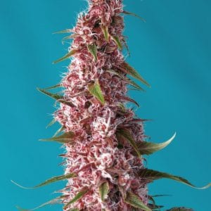 Image 1 of Red Pure Auto CBD cannabis by Sweet Seeds – Good for outdoor grow – Mostly Indica – Female seeds – Seed City