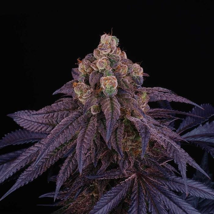 Red Red Wine from Perfect Tree Seeds