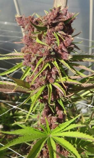 Red Sapphire