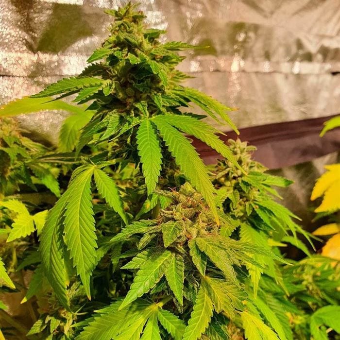 Reggae Radio cannabis seeds – Regular – Good for outdoor grow – 12/12 Photoperiod – image 1 from Seed City