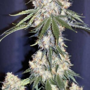 Renton's Green Onion from Lounge Lizard Seeds