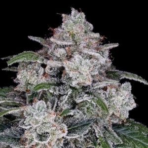 Return of the MAC Autoflowering