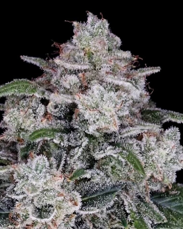 Return of the MAC Autoflowering cannabis seeds – Dairy – Good for outdoor grow – Indica-heavy – image 1 from Seed City