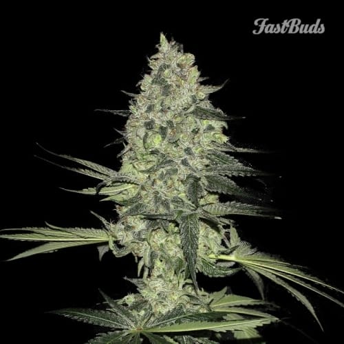 Rhyno Ryder cannabis seeds – Indoor-friendly – Super Strength – Auto-Flowering – image 3 from Seed City