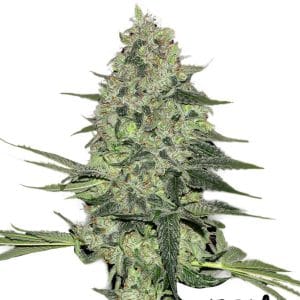 Image 1 of Rhyno Ryder cannabis by FastBuds – Sweet – 50% Indica/50% Sativa – Auto-Flowering – Seed City