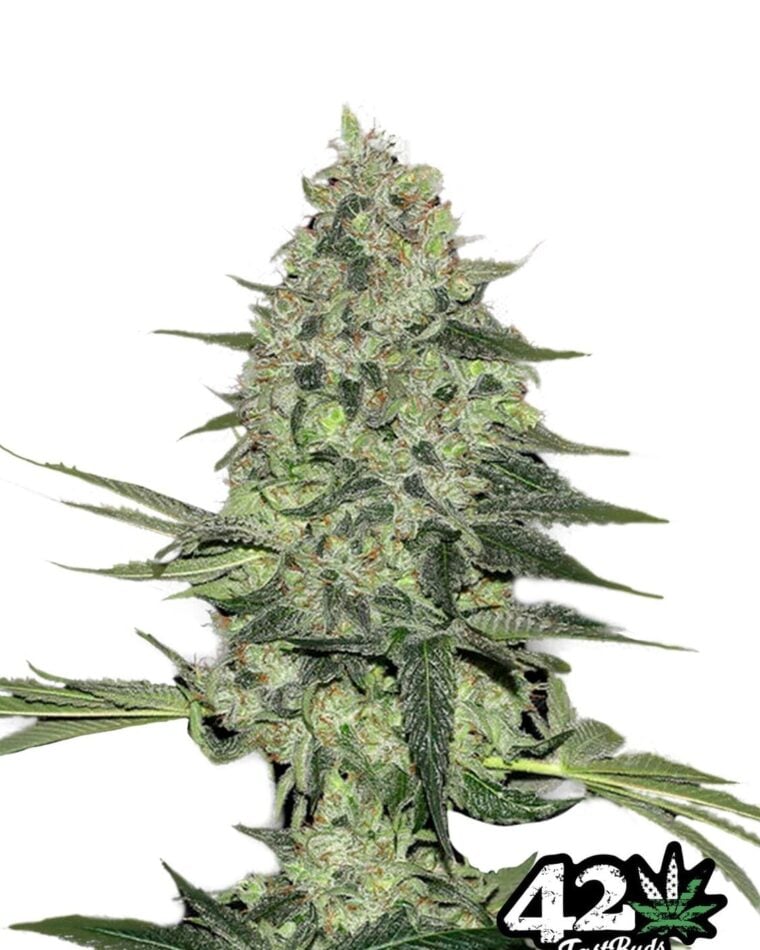 Image 1 of Rhyno Ryder cannabis by FastBuds – Sweet – 50% Indica/50% Sativa – Auto-Flowering – Seed City