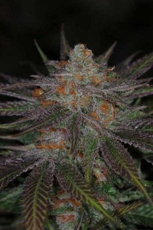 Ripped Bubba