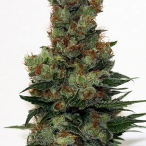 Ripper Badazz from Ripper Seeds