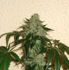 RoadDawg from Karma Genetics