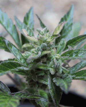 Robocrop x Blueberry Auto