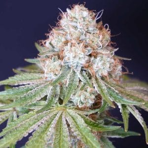Rocky Melon