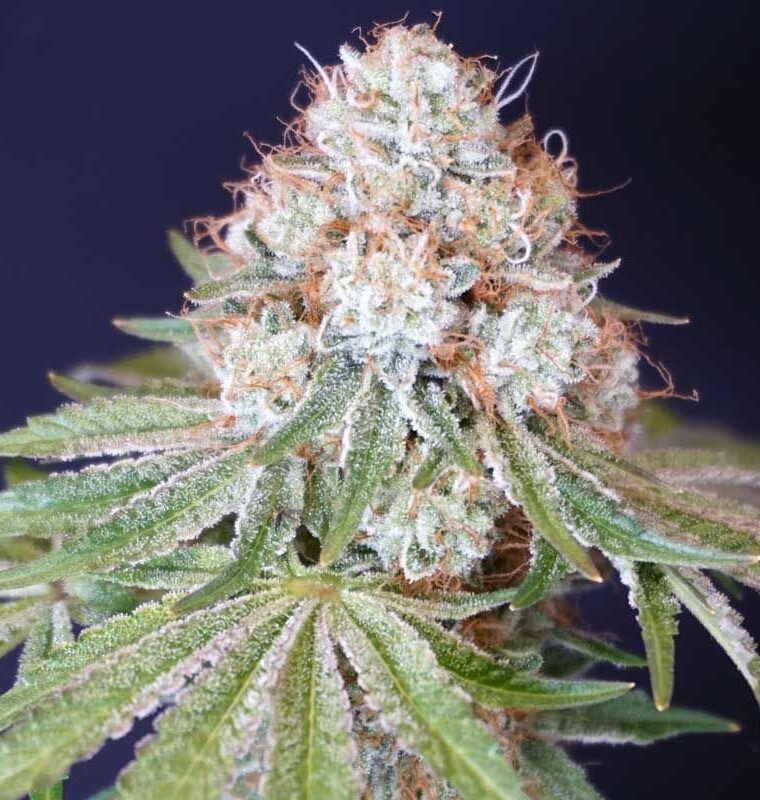 Rocky Melon from Karma Genetics