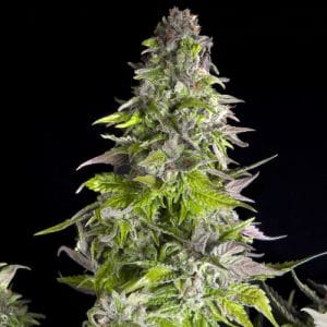 Super Strength – Indica-heavy – Euphoric – Romulan strain – image 1 – from Pyramid Seeds via Seed City