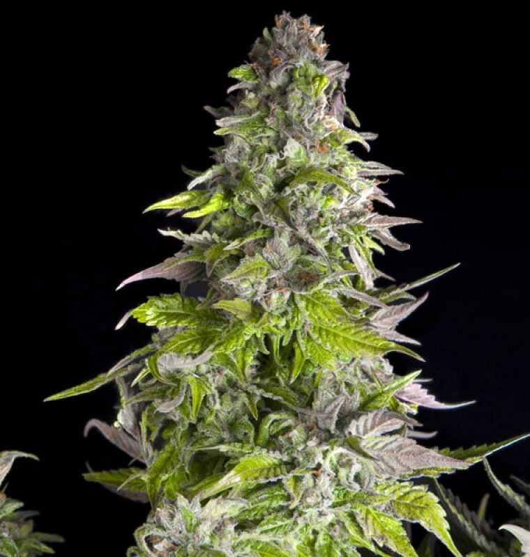 Super Strength – Indica-heavy – Euphoric – Romulan strain – image 1 – from Pyramid Seeds via Seed City