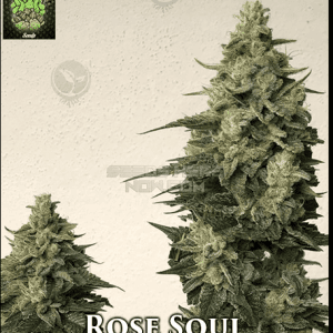 Rose Soul cannabis seeds – 50% Indica/50% Sativa – 12/12 Photoperiod – Guaranteed female plants – image 1 from Seed City