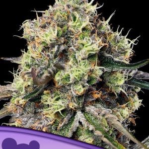 Image 1 of Roswell Code cannabis by Anesia Seeds – Excellent harvest potential – Body Stone – Citrus – Seed City