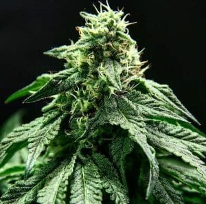 Rotten Banana Auto