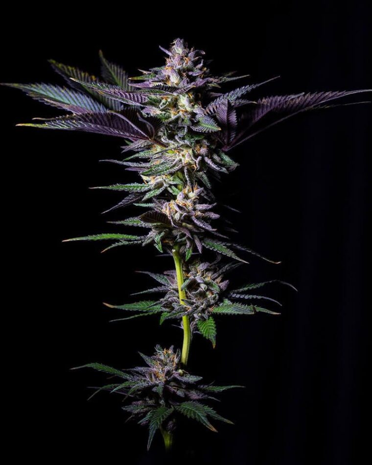 Rotten Rainbow cannabis seeds – Indoor – Female seeds – High Yielding – image 1 from Seed City
