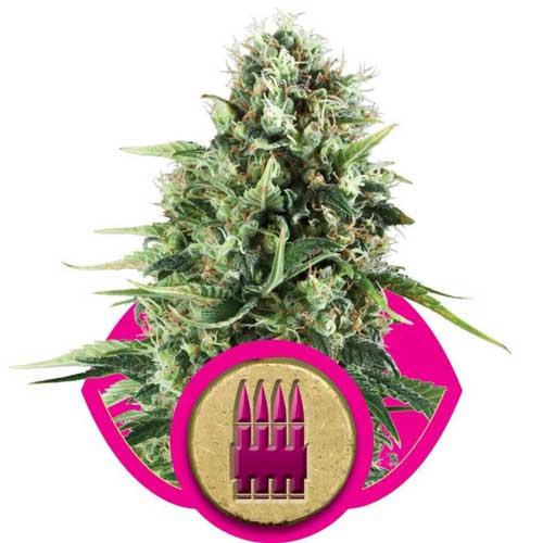 Royal AK cannabis seeds – Beginning of October – 12/12 Photoperiod – Indoor – image 1 from Seed City