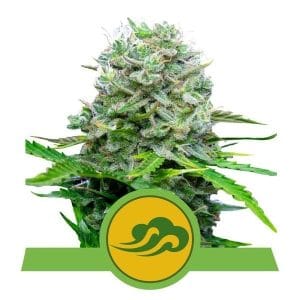 Royal Bluematic from Royal Queen Seeds