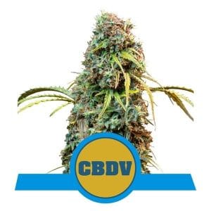 Royal CBDV Automatic cannabis seeds – Guaranteed female plants – Mostly Sativa – Focused – image 1 from Seed City