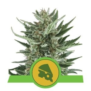 Royal Cheese Automatic from Royal Queen Seeds