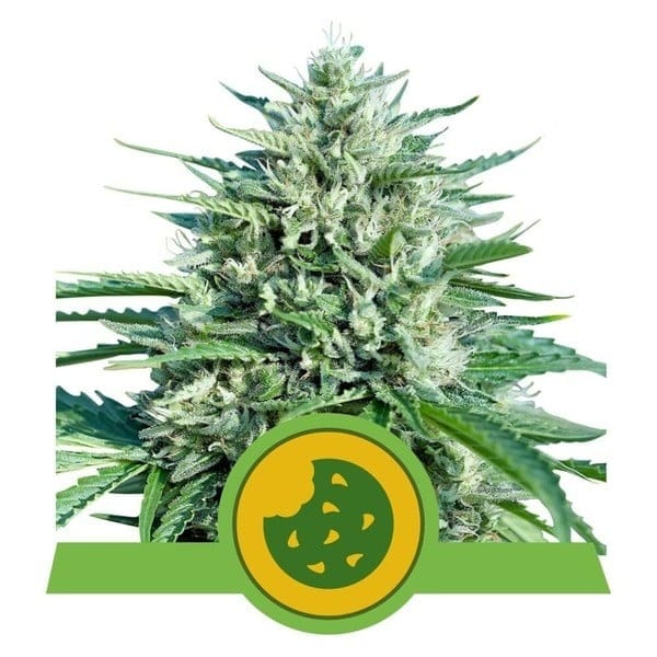 Image 1 of Royal Cookies Auto cannabis by Royal Queen Seeds – Minty – Euphoric – Feminized – Seed City