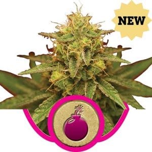 Royal Domina by Royal Queen Seeds – Relaxing – Feminized – Indica-heavy – image 1 – Seed City