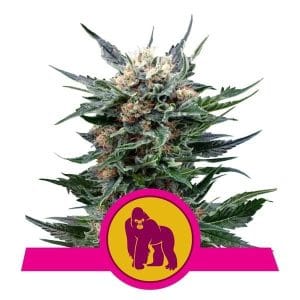 Royal Gorilla by Royal Queen Seeds – Stress Relief – 12/12 Photoperiod – Tall (140cm plus) – image 1 – Seed City
